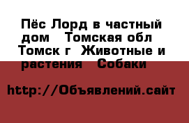 Пёс Лорд в частный дом - Томская обл., Томск г. Животные и растения » Собаки   